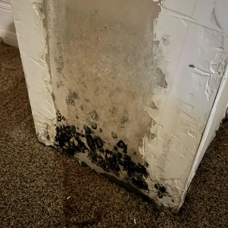 Professional Mold Removal in Stuarts Draft, VA